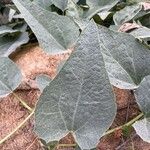 Cucurbita foetidissima Blad