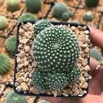 Rebutia minuscula Лист