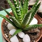 Haworthia attenuata পাতা