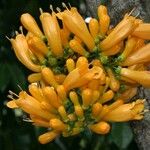 Oxera coriacea Flor