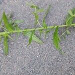 Lythrum virgatum Blatt