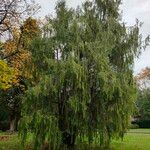 Cupressus cashmeriana Συνήθη χαρακτηριστικά