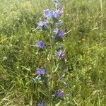 Echium vulgareKvět