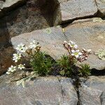 Saxifraga pentadactylis Bark