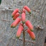 Aloe millotii