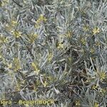 Cneorum pulverulentum Other