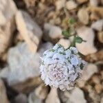 Iberis carnosa Flor