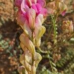 Hedysarum boveanum Fleur