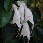 Oxera brevicalyx Flor