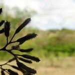 Pisonia subcordata Fruit