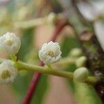 Elaeocarpus rotundifolius Flor