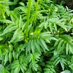 Valeriana officinalis List