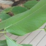 Cassia fistula Leaf