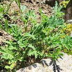 Potentilla pensylvanica Blad