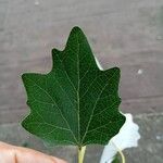 Populus albaഇല