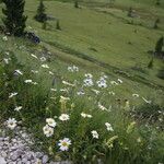 Leucanthemum graminifolium Flor