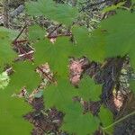 Acer glabrum Leaf