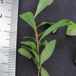 Erythroxylum macrophyllum Други