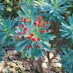 Euphorbia atropurpurea Flor