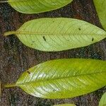 Freziera grisebachii Leaf