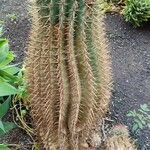 Ferocactus pilosus Агульны выгляд