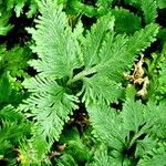 Selaginella umbrosa Hostoa