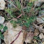 Medicago littoralis Blad