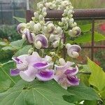 Cochliasanthus caracalla Flor