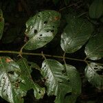 Uncaria tomentosa Folha