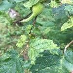 Corylus cornutaPlod