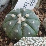 Astrophytum asterias Folha