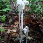 Monotropa unifloraപുഷ്പം