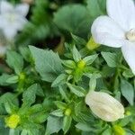 Campanula isophylla Leaf