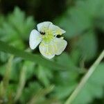 Anemone stolonifera