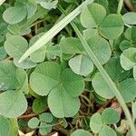 Medicago lupulina Blatt