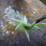 Angraecum multinominatum Kwiat