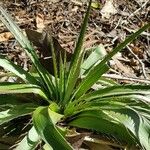 Eryngium paniculatum Levél