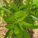 Desmodium paniculatum Leaf