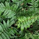 Polystichum aculeatum Habitus