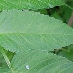 Dahlia imperialis Leaf