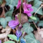 Lathyrus vernus Blomma