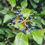 Viburnum tinusFruit