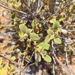 Phlomis lanata 叶