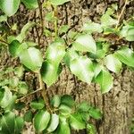 Pyrus cordata Folha