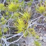 Pinus halepensis Blad