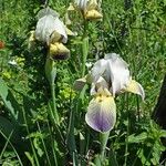 Iris albicans Virág