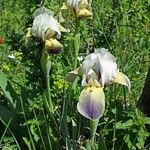 Iris albicans Floare