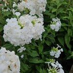 Phlox paniculata Συνήθη χαρακτηριστικά