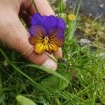 Viola tricolor फूल