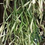 Rhipsalis micrantha Habit